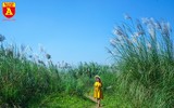 Hà Nội mùa hoa cỏ lau